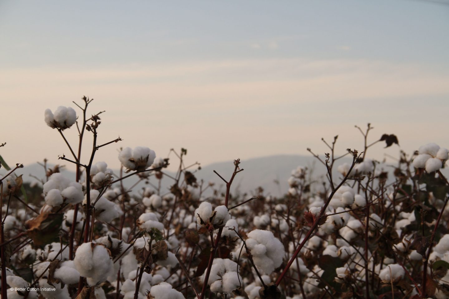 Responsible Cotton